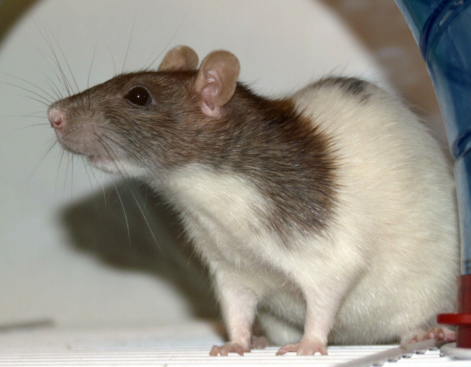 Imagem do Rato Twister